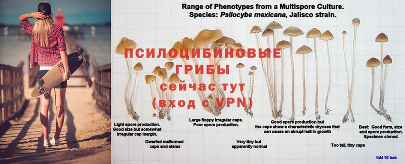 Псилоцибиновые грибы Cubensis  где найти   blacksprut ссылки  Буйнакск 